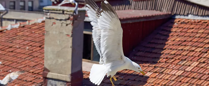 Residential Chimney Animal Removal Solution in Carteret, NJ